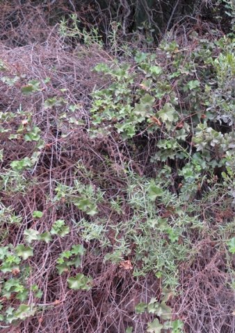 Pelargonium peltatum sprawling possessively